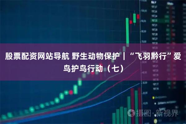 股票配资网站导航 野生动物保护｜“飞羽黔行”爱鸟护鸟行动（七）